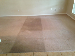 Carpet cleaning in progress, showing a clean strip on a dirty carpet by Technique Carpet & Tile Cleaning, Inc. in Winter Springs, FL.