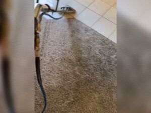 Professional carpet cleaning in progress, showing the cleaning wand and clean path by Central California King of Clean LLC in Bakersfield, CA.