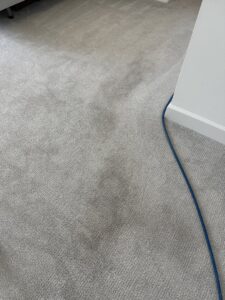 Professional carpet cleaning in progress with a visible hose by Captain Steamer in Cape Coral, FL.
