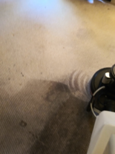 Professional carpet cleaning in progress with a rotary machine by Inspired Services in Bellflower, CA.