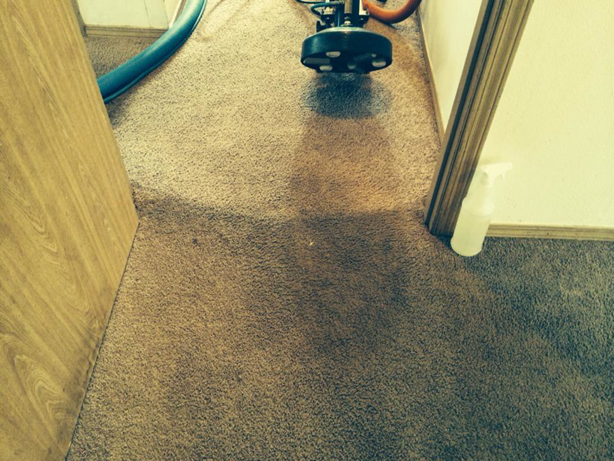 A carpet cleaning machine actively cleaning a brown carpet, showing a clean path at Saras Clean Carpet in Portland, OR.