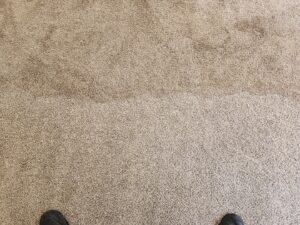 A clean strip on a carpeted floor showing the progress of carpet cleaning by Andy's Cleaning Company LLC in Topeka, KS.