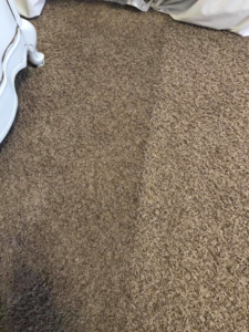 Brown carpet showing clean and dirty sections, demonstrating cleaning results by Absolutely Clean Carpet Care in Bossier City, LA