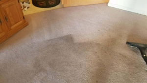 A professional carpet cleaning service in progress by Majestic Carpet & Upholstery Care in Sandy, UT.