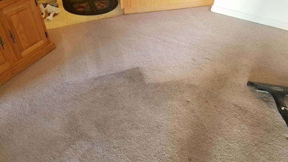 A professional carpet cleaning service in progress by Majestic Carpet & Upholstery Care in Sandy, UT.