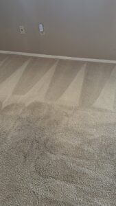 A freshly cleaned carpeted floor showing distinct cleaning streaks from a professional carpet cleaning service by Alex's Janitorial and Carpet Cleaning in Bakersfield, CA