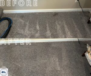 Before and after view of a carpet showing cleaning stripes from Homestead Carpet Care in Rapid City, SD.