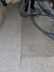 A carpet cleaning technician actively working on a carpet with hoses, provided by Captain Clean in Muncie, IN.