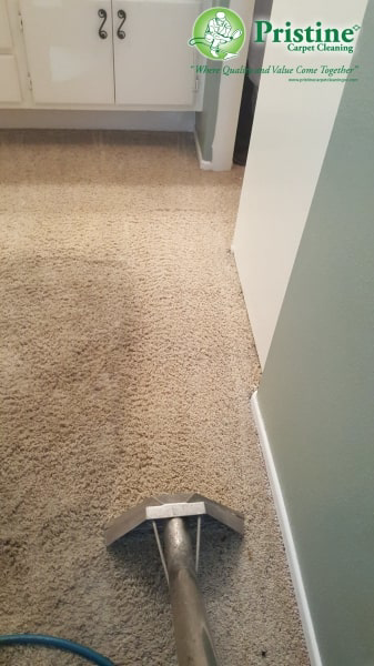 A carpet cleaning wand actively cleaning a carpet by Pristine Carpet Cleaning in Denver, CO.