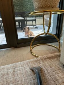 A carpet cleaning wand on a rug, with a small dog observing from outside at Cosmo Carpet Cleaning in Princeton, NJ.