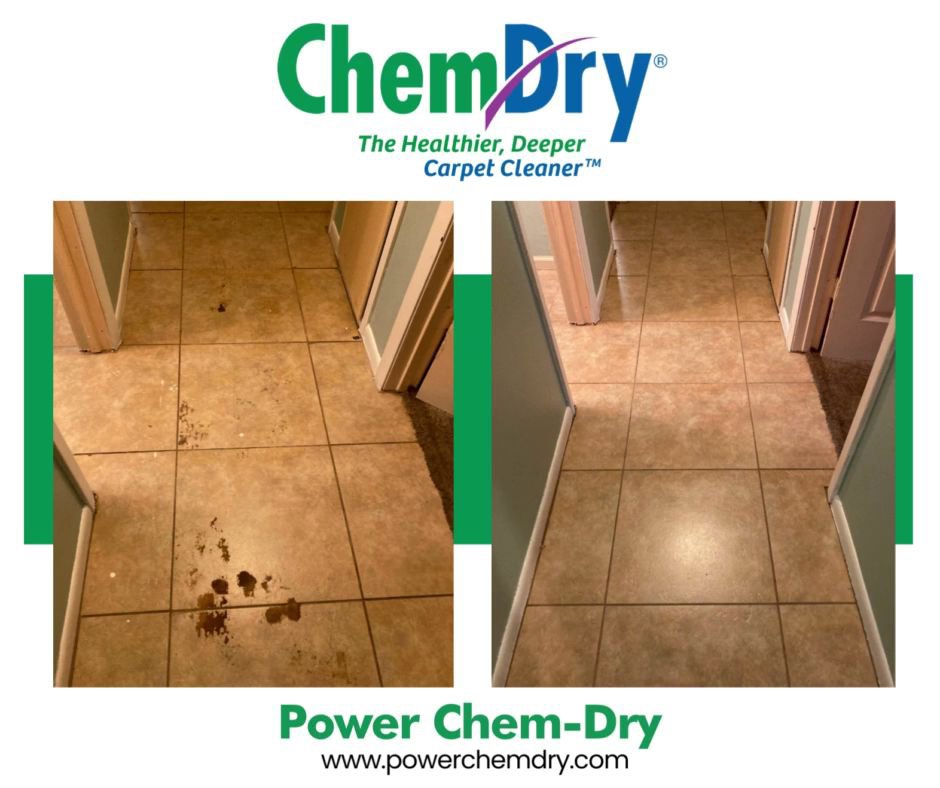 A professional carpet cleaner using a Chem-Dry machine on an area rug with a dog nearby at H-Town Chem-Dry in Spring, TX