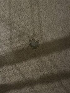 A small hole or tear in a carpet requiring repair by Tucson Carpet Repair & Cleaning in Tucson, AZ.