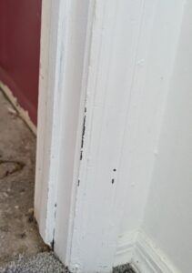A close-up of a grey carpet installation at the base of a white door frame by Carpet Cabin in Fort Smith, AR.