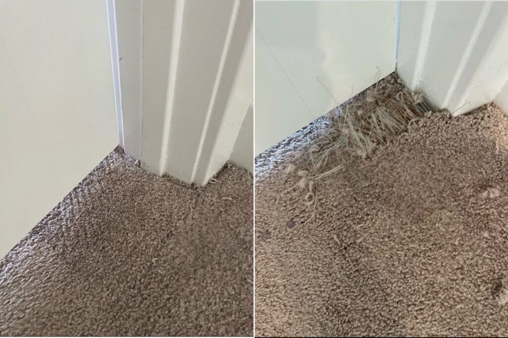 Before and after comparison of carpet repair and cleaning near a doorway by Father and Son Companies in Gaithersburg, MD.