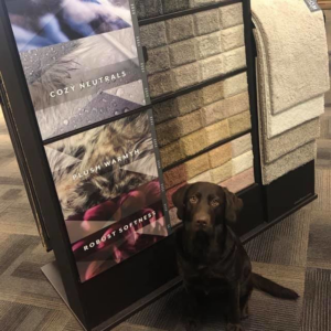 A display of various carpet samples with a dog sitting on a carpeted floor at Mike's Floors in Orange Park, FL