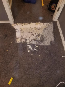 A section of dark brown carpet removed for repair or replacement by The Carpet Medic in Suffolk, VA