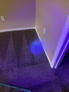 Carpet stain detection using a UV light in a corner by Tailor Maid Carpet Cleaning in Colorado Springs, CO.