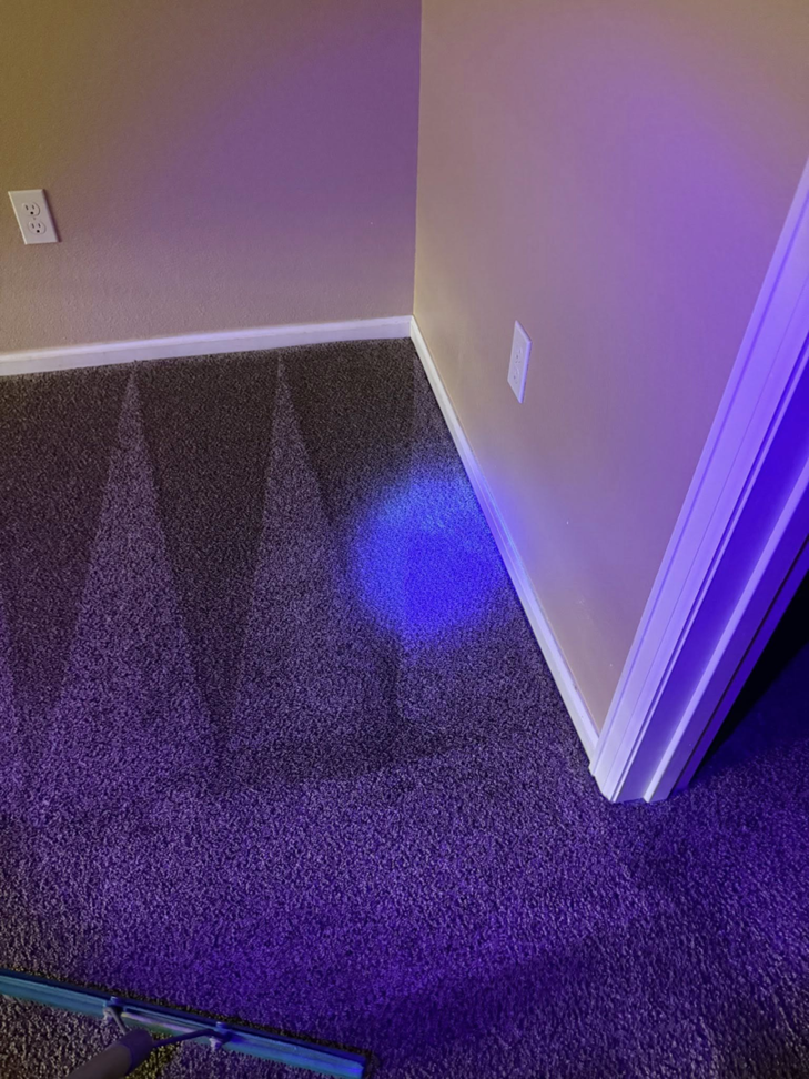 Carpet stain detection using a UV light in a corner by Tailor Maid Carpet Cleaning in Colorado Springs, CO.