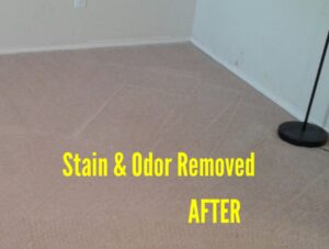 Carpet after successful stain and odor removal service by Mint Carpet Care in Dallas, TX