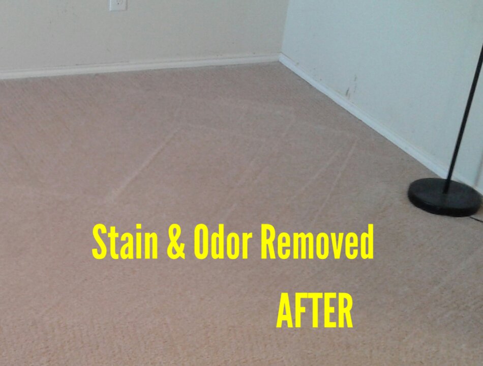 Carpet after successful stain and odor removal service by Mint Carpet Care in Dallas, TX