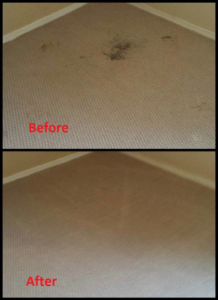Before and after view of successful carpet stain removal by Apex Carpet Cleaning & Flood Restoration LLC in Phoenix, AZ