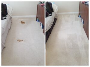 Before and after comparison of a carpet showing successful stain removal by Foothills Steam Carpet Cleaners in Fort Collins, CO.