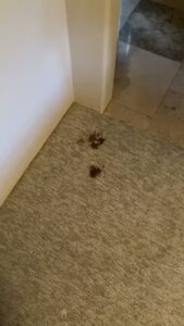 Visible stains on carpet before professional cleaning by Renew Cleaning Services in Scottsdale, AZ.