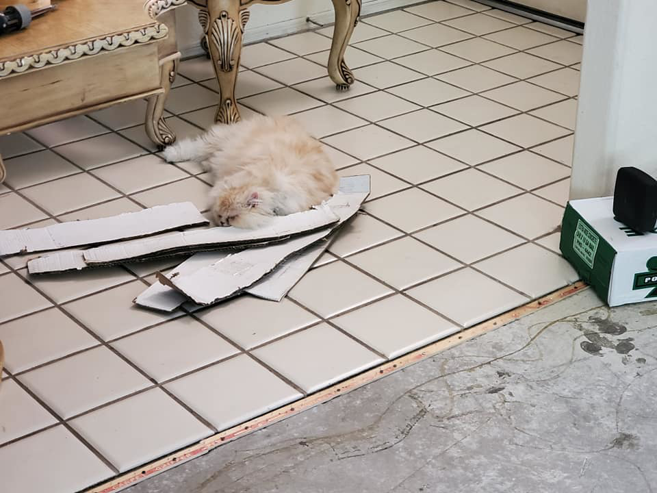 Carpet tack strip and exposed subfloor next to tile, showing carpet removal by Aaron's Carpet Care LLC in Peoria, AZ.