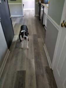 A carpet to LVP flooring transition during an installation project by Quality Floor Covering in Rapid City, SD.