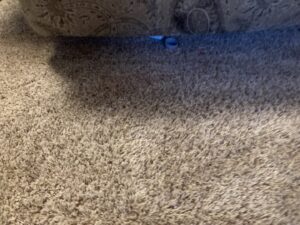 A carpet showing a distinct clean line after professional cleaning by Olen's Carpet & Upholstery Cleaning LLC in Cleveland, OH.