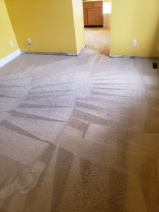 A carpet showing cleaning patterns in a room after a professional cleaning service by Vibro-Steam of Utah in Ogden, UT.
