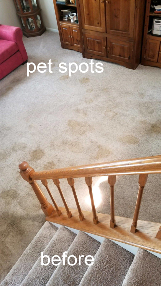Carpet with visible pet stains before professional cleaning by Magna-Dry Carpet and Upholstery Cleaning in Cincinnati, OH.