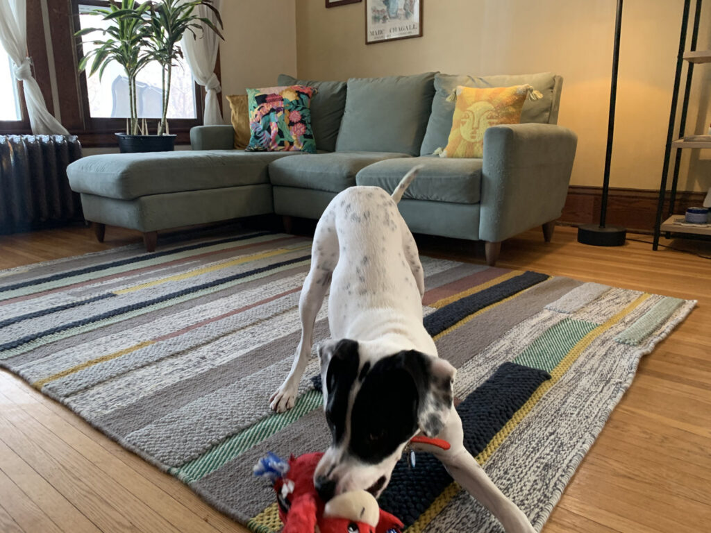 A cart overflowing with numerous rolled rugs in a warehouse or cleaning facility at American Rug Laundry in Saint Paul, MN.