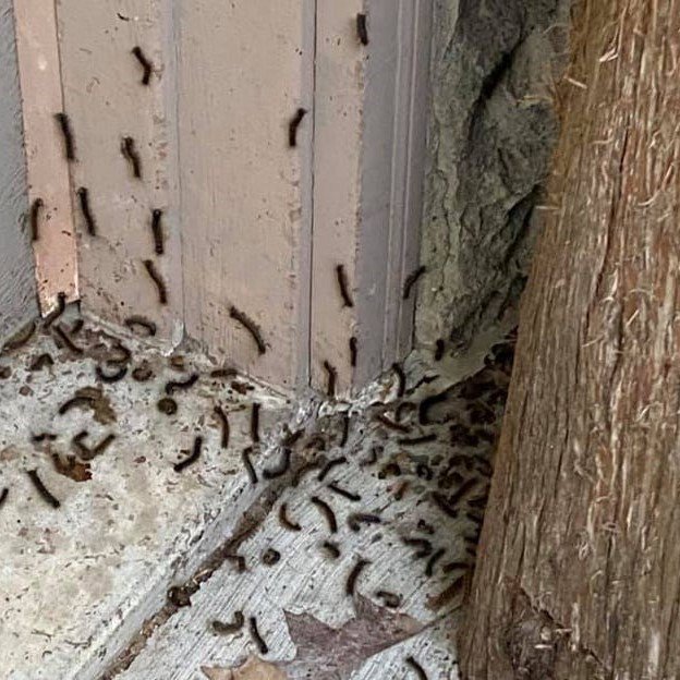 A large infestation of caterpillars crawling on the exterior of a house, requiring pest control services from Avast Pest Control in Orlando, FL.