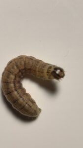 A close-up image of a caterpillar, a common pest that PestEx Idaho can control in Boise, ID.