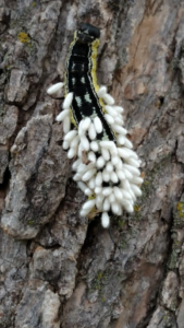 A caterpillar infested with parasitic cocoons on a tree trunk, showing a pest issue addressed by McKinzie Pest Control in Manhattan, KS.