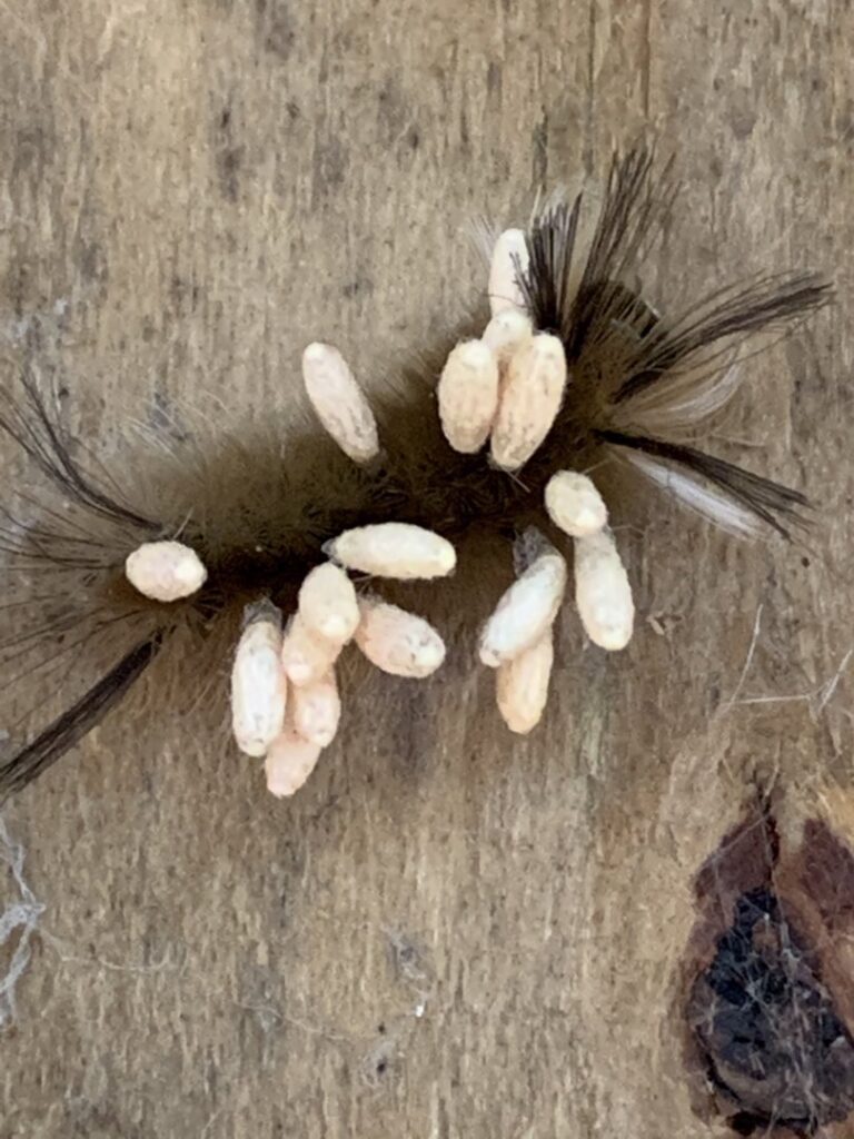 A close-up of a caterpillar infested with parasitic cocoons, indicating an insect issue, identified by Pinnacle Pest Solutions in Hilton Head Island, SC