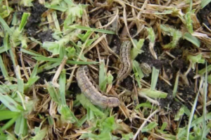 Two caterpillars on grass, indicating a pest issue, for Lakeline Pest Control in Leander, TX