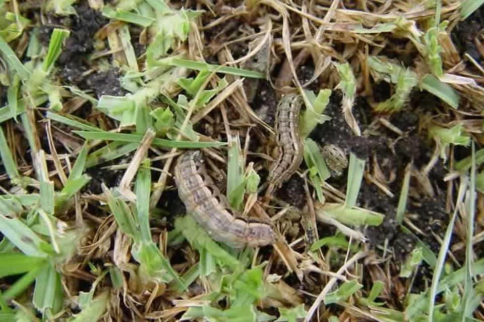 Two caterpillars on grass, indicating a pest issue, for Lakeline Pest Control in Leander, TX
