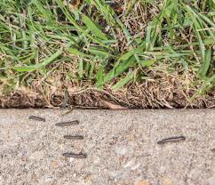 Caterpillars crawling on a concrete path, a common pest issue addressed by World Pest Control in Plainville, KS.