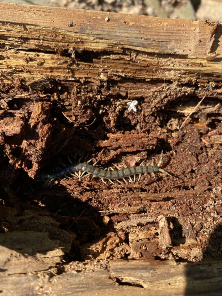 A centipede found in decaying wood, indicating a pest issue for Pura Pest Control in Greenville, SC