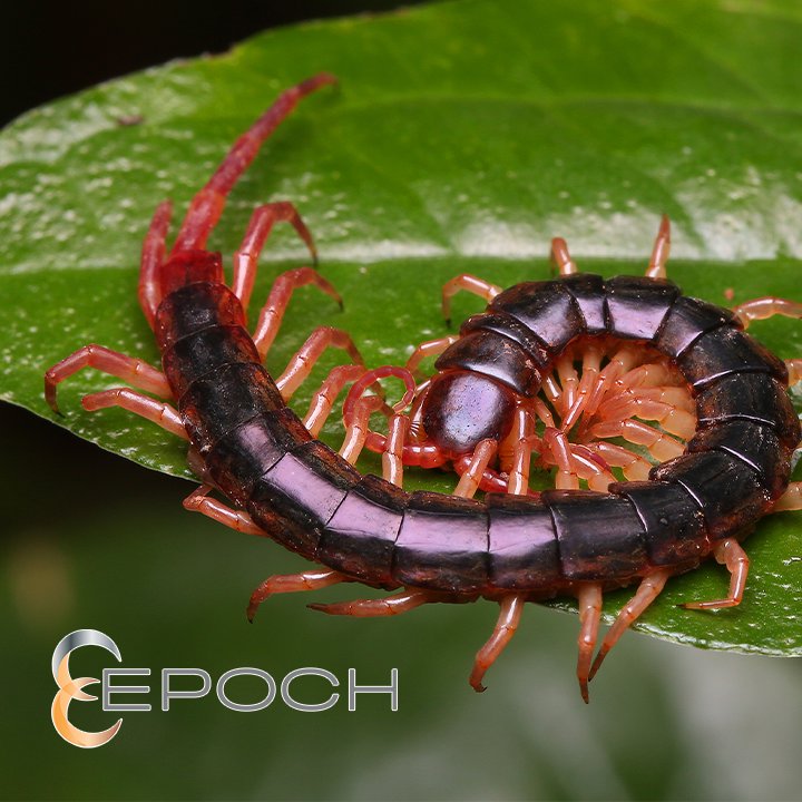 A centipede on a green leaf, representing wildlife and pest control services from Epoch Pest Solutions in Oklahoma City, OK.