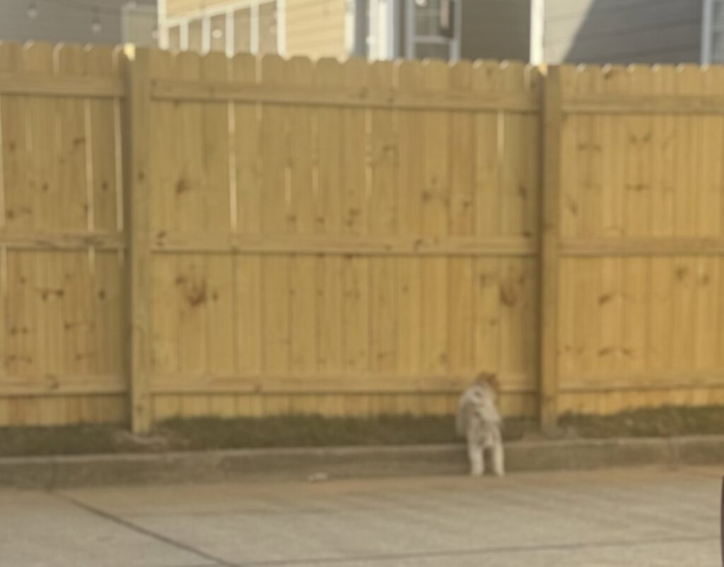 A chain link dog run or pet enclosure installed in a backyard by Top Rail Fence Birmingham, AL