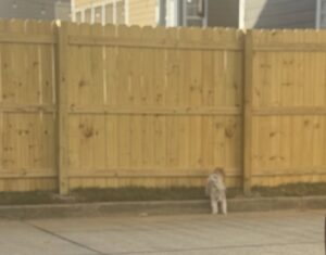 A chain link dog run or pet enclosure installed in a backyard by Top Rail Fence Birmingham, AL