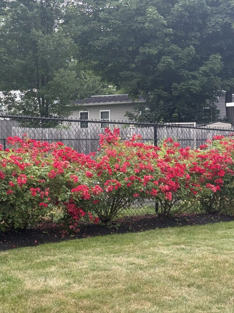 A black chain-link fence providing a boundary behind vibrant red flowering bushes, installed by Triple P Fence in Augusta, ME.
