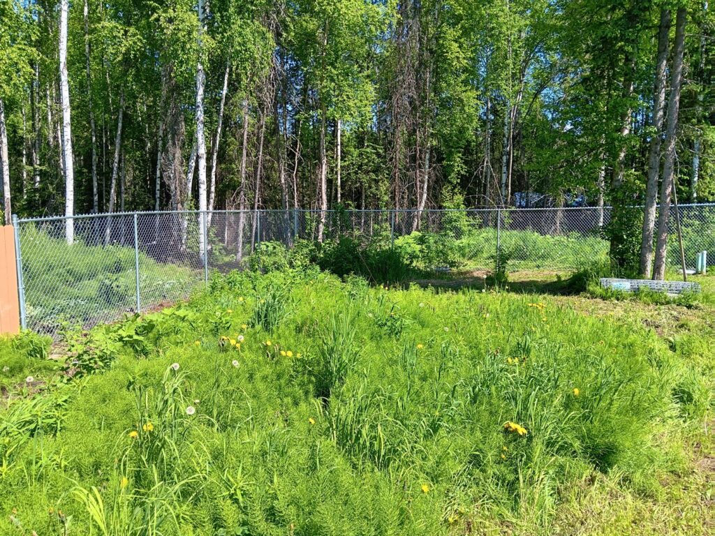 A newly installed chain-link fence enclosing a natural, grassy area with trees, by Five Star Fence Co. in Anchorage, AK.