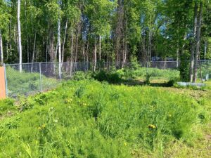 A newly installed chain-link fence enclosing a natural, grassy area with trees, by Five Star Fence Co. in Anchorage, AK.