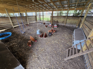 Interior view of a chicken coop with chain-link fencing on the sides, built by The Johnson Family Fencing in Tampa, FL.