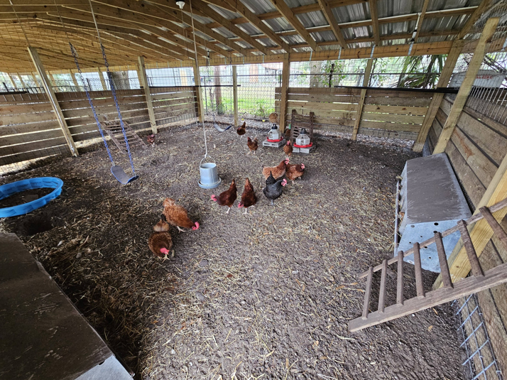 Interior view of a chicken coop with chain-link fencing on the sides, built by The Johnson Family Fencing in Tampa, FL.