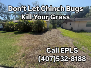 Residential lawn severely damaged by chinch bugs, needing pest control from EPLS in Orlando, FL.